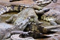 Many crocodiles lie alternately in the water. Natural background