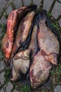 Many crucians and bream caught in the lake Royalty Free Stock Photo