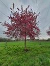 Japanese endemic Prunus speciosa Oshima cherry