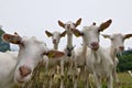 Many curious goats stare at the camera during hiking trip. Royalty Free Stock Photo