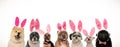 Many cute easter dogs wearing pink rabbit ears