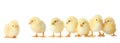 Many cute fluffy chickens on white background