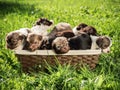 Many cute little puppies are sitting in a basket that stands on the green grass