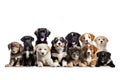 Many cute little stray homeless puppies on white background. Dog puppy Adoption, Adopt dog from rescues and shelters. Rehome a Dog Royalty Free Stock Photo