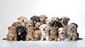 Many cute little stray homeless puppies on white background. Dog puppy Adoption, Adopt dog from rescues and shelters. Rehome a Dog Royalty Free Stock Photo