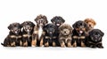 Many cute little stray homeless puppies on white background. Dog puppy Adoption, Adopt dog from rescues and shelters. Rehome a Dog