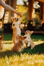 Many cute puppys Welsh corgi dog play on grass in sunshine. green park on background
