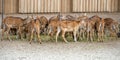 Many Cute spotted fallow deers eating together one looks into the camera