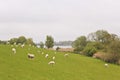 Many cute white sheep on green meadow and lawn. Germany