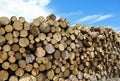 many cutted trunks of trees Royalty Free Stock Photo