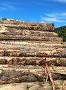 Many cutted trunks of trees in the sawmill Royalty Free Stock Photo
