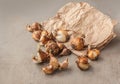 Daffodil bulbs near a paper bag on a gray table before planting in the garden in autumn Royalty Free Stock Photo