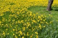 Many Daffodils Flowers, Yellow Narcissus Field, Early Spring Flowers Royalty Free Stock Photo