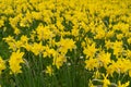 Many Daffodils Flowers, Yellow Narcissus Field, Early Spring Flowers Royalty Free Stock Photo