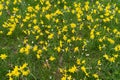 Many Daffodils Flowers, Yellow Narcissus Field, Early Spring Flowers Royalty Free Stock Photo