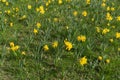 Many Daffodils Flowers, Yellow Narcissus Field, Early Spring Flowers Royalty Free Stock Photo