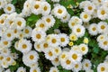 Daisy flowers - daisies in the garden - Small white flowers - spring - autumn - summer Royalty Free Stock Photo