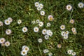 Many daisies on a green meadow. Species of the genus Daisy of the Compositae family is a perennial herbaceous plant. Cultivated as
