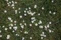 Many daisies on a green meadow. Species of the genus Daisy of the Compositae family is a perennial herbaceous plant. Cultivated as