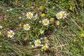 Many daisy flowers among the grass close up in the meadow Royalty Free Stock Photo