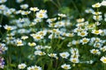 Many daisy flowers growing in a scenic green botanical garden. Bright white marguerite flowering plants on a grassy Royalty Free Stock Photo