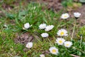 Many daisy flowers in meadow, garden. Spring time Royalty Free Stock Photo