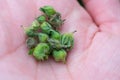 Many damaged strawberry buds because of weevil buds on palm. Injuring