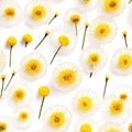Many Dandelion Flowers on White Background. Beautiful Yellow Blossoms Close Up and Top View Royalty Free Stock Photo