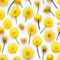 Many Dandelion Flowers on White Background. Beautiful Yellow Blossoms Close Up and Top View Royalty Free Stock Photo