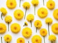 Many Dandelion Flowers on White Background. Beautiful Yellow Blossoms Close Up and Top View Royalty Free Stock Photo