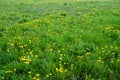 Many dandelions bloom in a beautiful green meadow