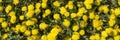 Many dandelions are blooming on the meadow. Panoramic background