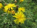 Many dandelions in the grass