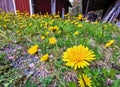 Many dandelions in gravel pebble