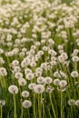 Many dandelions in a green meadow at sunset or sunrise Royalty Free Stock Photo