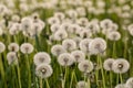 Many dandelions in a green meadow at sunset or sunrise