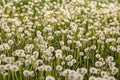 Many dandelions in green meadow at sunset or sunrise. Bokeh. Selective focus Royalty Free Stock Photo