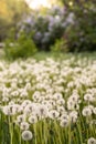 Many dandelions in green meadow at sunset or sunrise. Bokeh. Selective focus Royalty Free Stock Photo