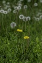 Many Dandelions in Meadow