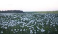 Many dandelions in the meadow. Summer