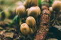 Many dangerous inedible mushrooms in a dark forest Royalty Free Stock Photo