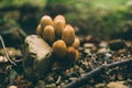 Many dangerous inedible mushrooms in a dark forest Royalty Free Stock Photo