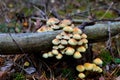 Many dangerous inedible mushrooms in a dark forest. Poisonous mushrooms, hazardous to health Royalty Free Stock Photo