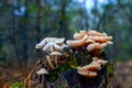 Many dangerous inedible mushrooms in a dark forest. Royalty Free Stock Photo