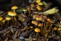 Many dangerous inedible mushrooms in a dark forest Royalty Free Stock Photo