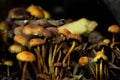 Many dangerous inedible mushrooms in a dark forest Royalty Free Stock Photo