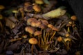 Many dangerous inedible mushrooms in a dark forest. Poisonous mushrooms, hazardous to health Royalty Free Stock Photo