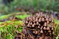 Many dangerous inedible mushrooms grow on a tree stump in a forest. Poisonous mushrooms, hazardous to health Royalty Free Stock Photo