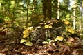 Many dangerous inedible mushrooms grow on a tree stump in a forest. Poisonous mushrooms, hazardous to health Royalty Free Stock Photo