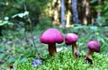 Many dangerous inedible mushrooms grow on a tree stump in a forest. Poisonous mushrooms, hazardous to health Royalty Free Stock Photo